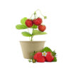 Strawberry Mini Garden Starter Grow Kit - Image 2